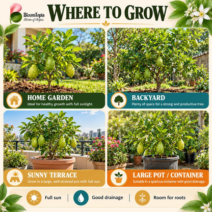 Illustrated growing locations for Gondhoraj Lemon.