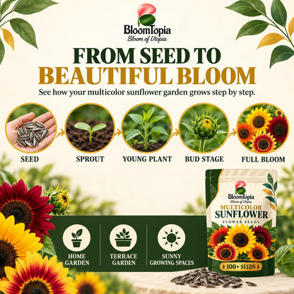 Sunflower seed-to-flower growth stages.