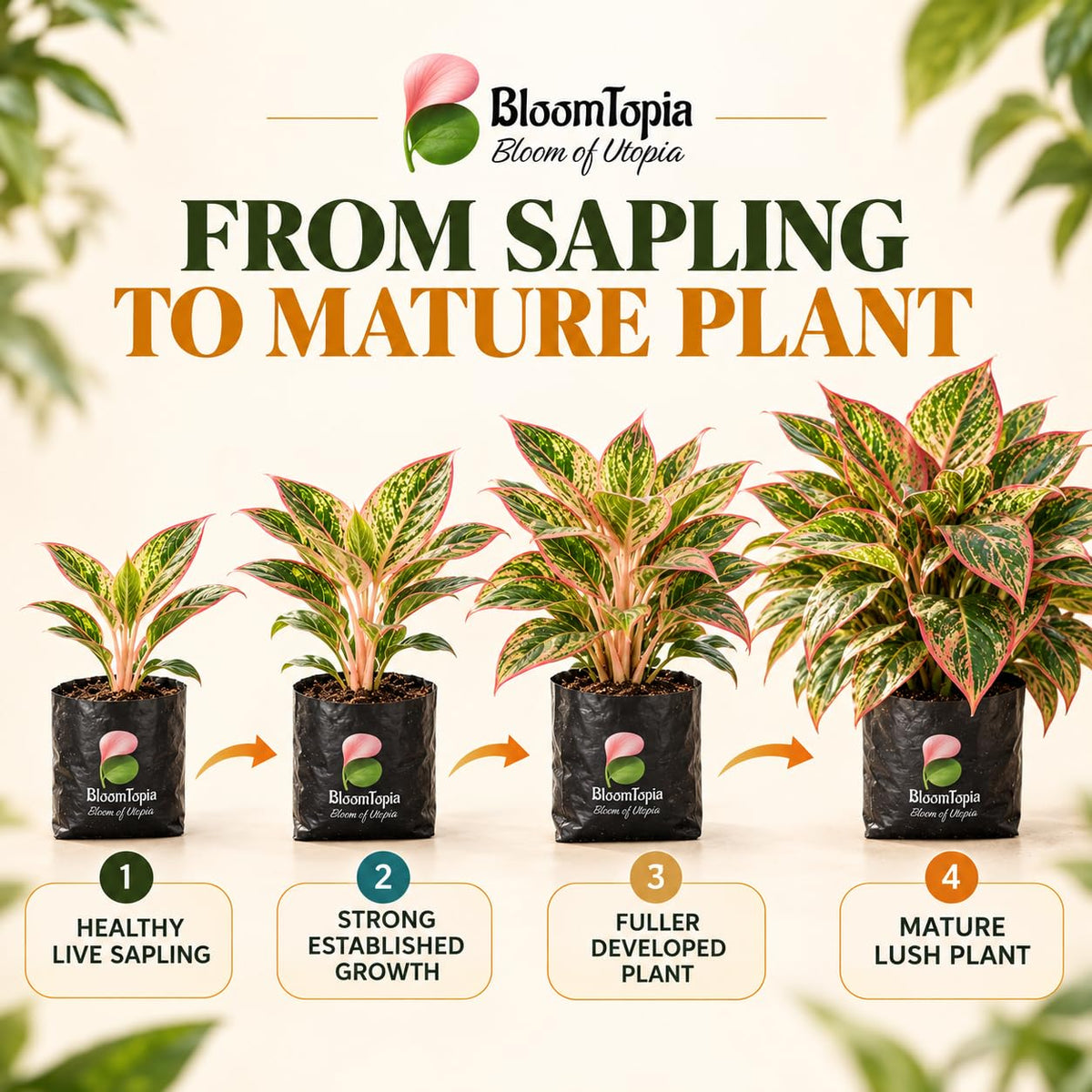Illustrated growth stages for Aglaonema, from young plant to mature growth.