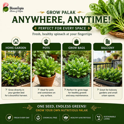 Pots, grow bags and garden beds for palak spinach.