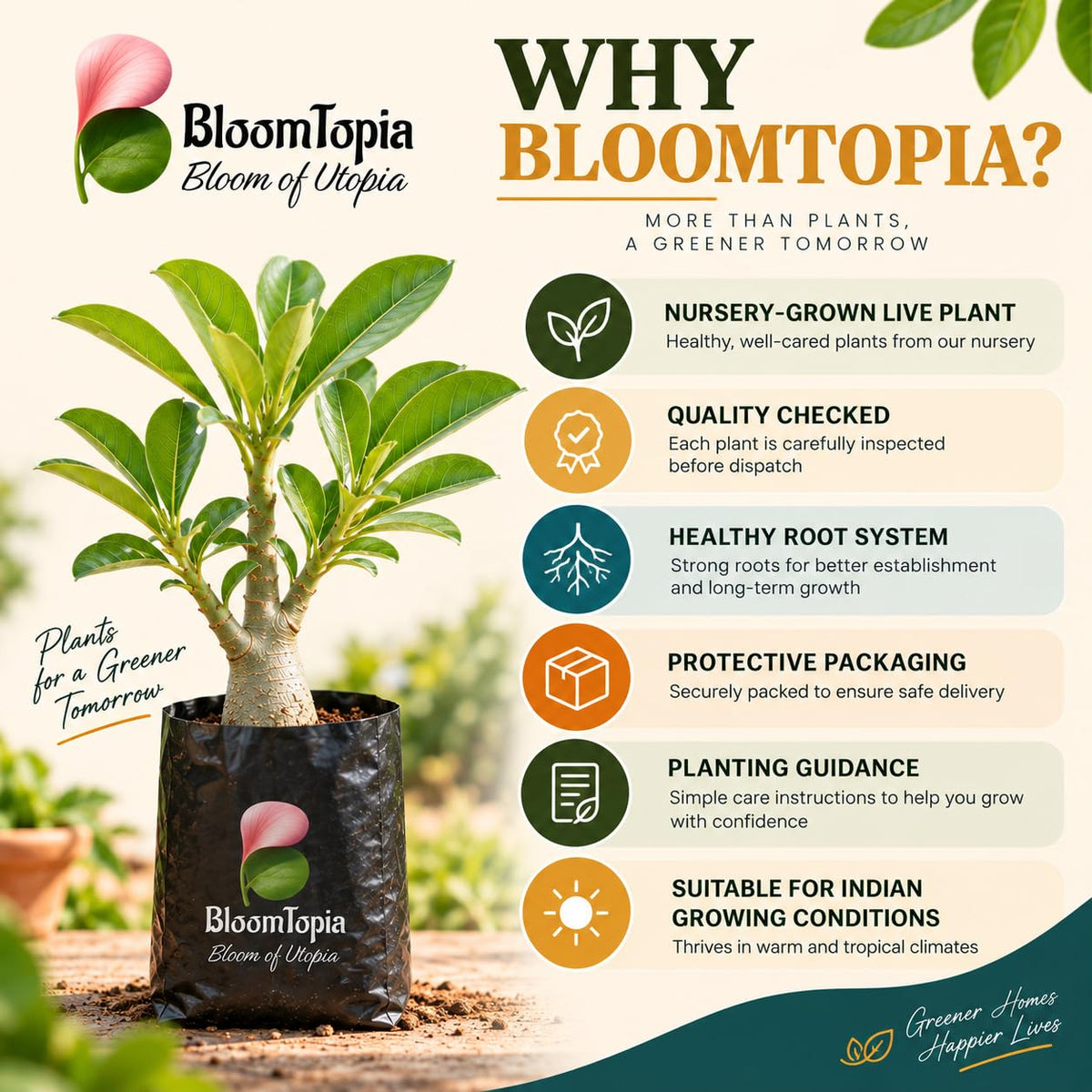 BloomTopia plant-handling and brand-information panel featuring Yellow Adenium Desert Rose Bonsai.