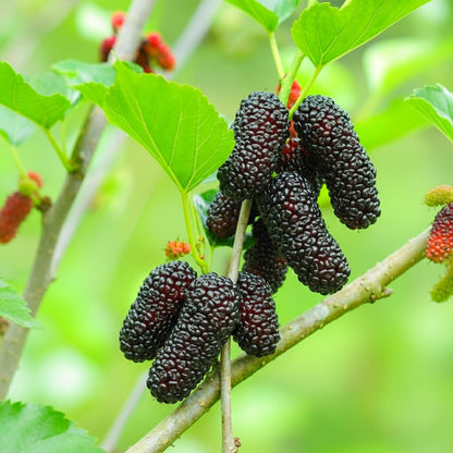 Dark mulberries growing on a leafy branch.
