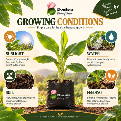 Sunlight, water, soil and feeding guide for Dwarf Banana.