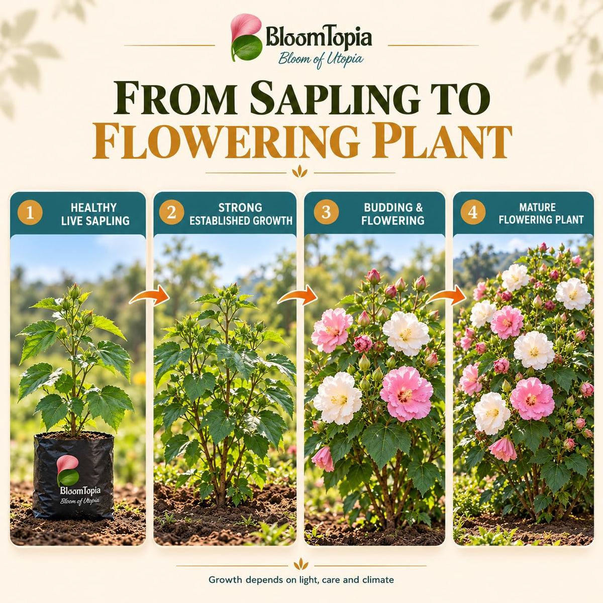 Illustrated growth stages for Sthalapadma, from young plant to mature growth.