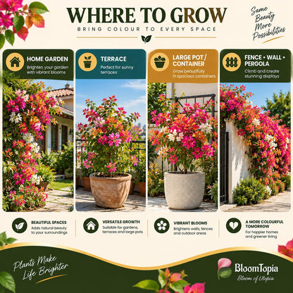Illustrated growing locations for Bougainvillea.