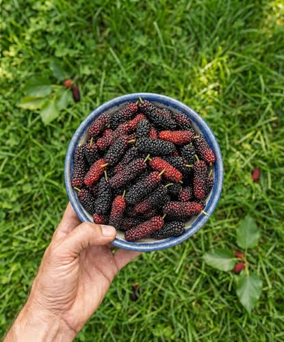A hand holding harvested mulberries in a bowl.