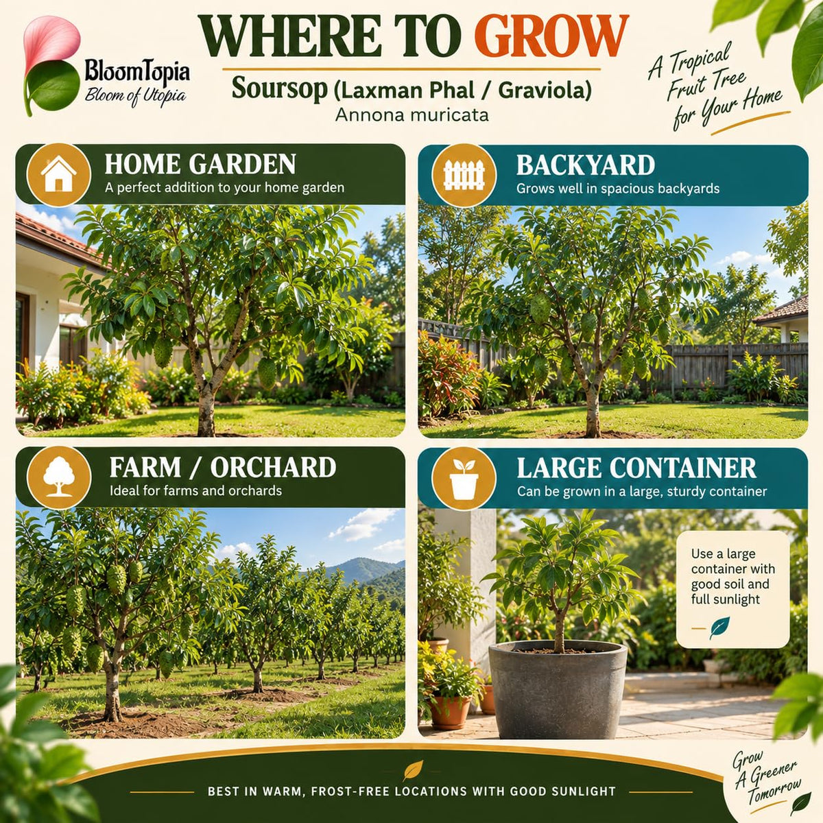 Illustrated growing locations for Soursop.