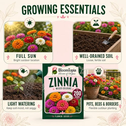 Zinnia sunlight, water and soil care guide.