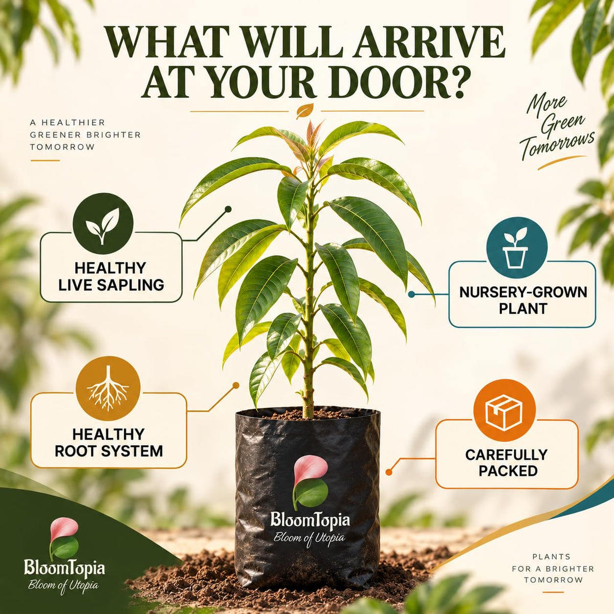 Illustration of a young All-Season Mango plant, roots and protective packing.