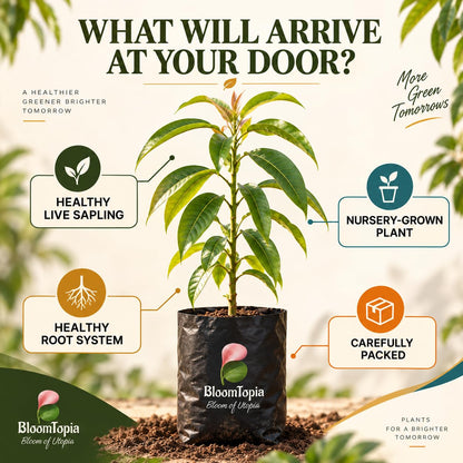 Illustration of a young All-Season Mango plant, roots and protective packing.