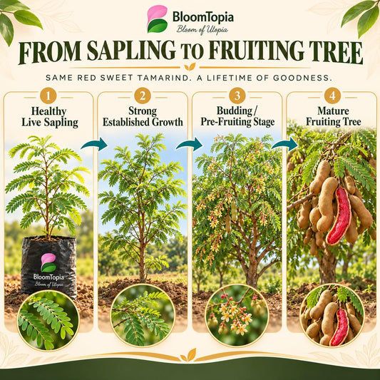 Illustrated growth stages for Red Sweet Tamarind, from young plant to mature growth.