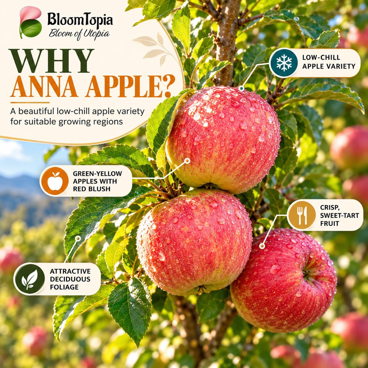 Illustration of mature Anna Apple features with variety callouts.