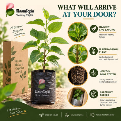 Illustrated plant, root close-ups and pack-presentation panel for Chiang Mai 60 Mulberry.