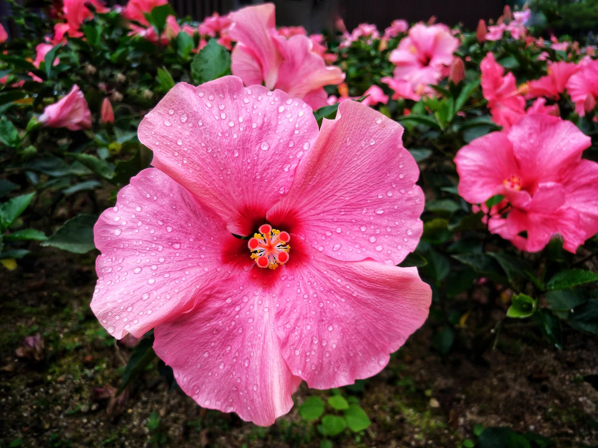 Cluster of pink hibiscus flowers.