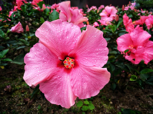 Cluster of pink hibiscus flowers.