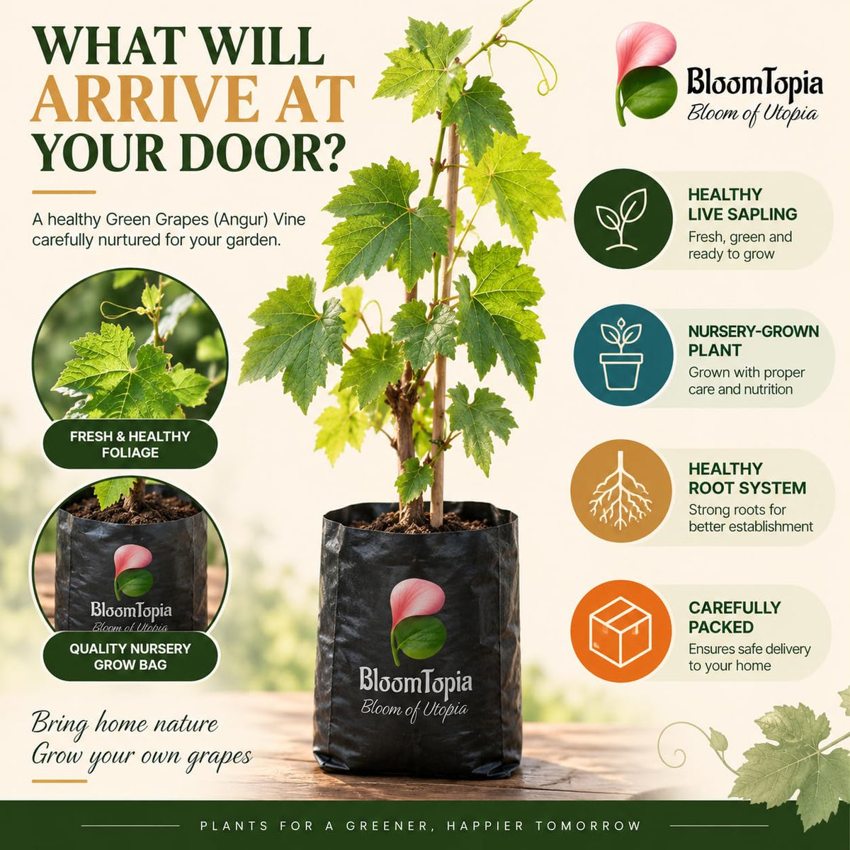 Illustrated plant, root close-ups and pack-presentation panel for Green Grapes (Angur) Vine.