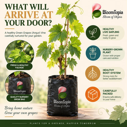 Illustrated plant, root close-ups and pack-presentation panel for Green Grapes (Angur) Vine.