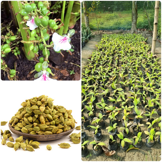 Cardamom plant, flowers, pods and nursery collage.