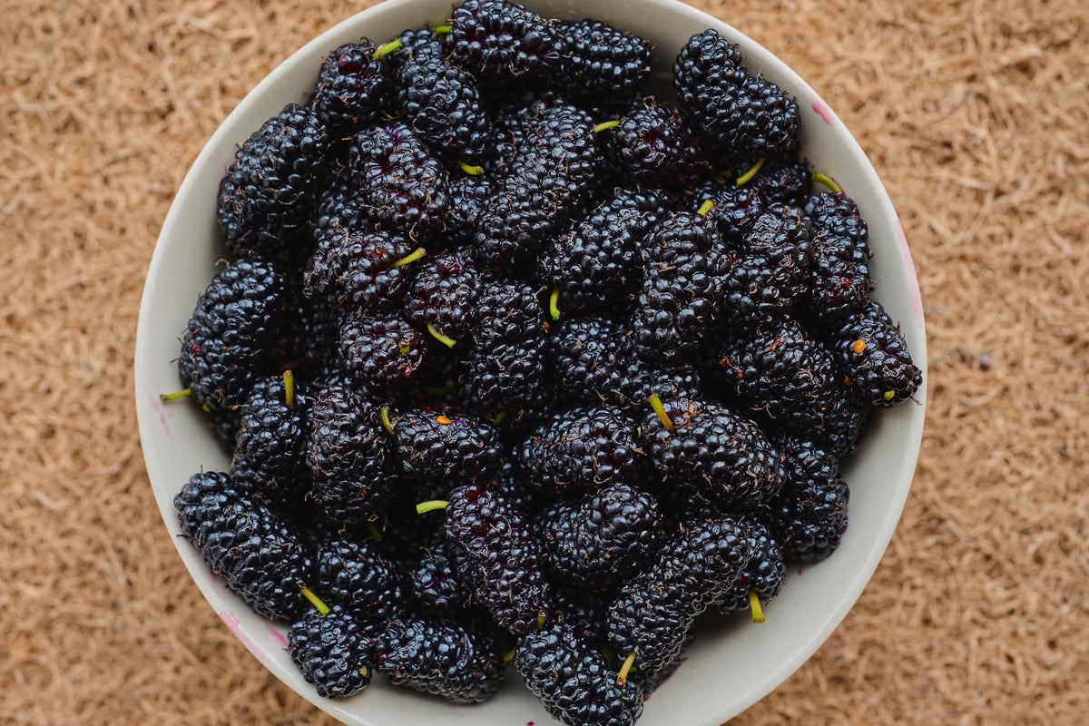 Bowl of harvested mulberries.