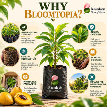 BloomTopia plant-handling and brand-information panel featuring Egg Fruit Canistel.