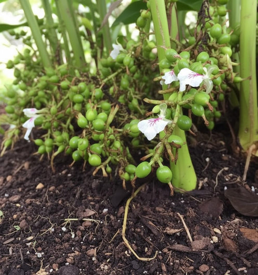Cardamom flowers and green pods growing near the soil.
