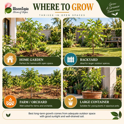 Illustrated growing locations for Bel Patra Bael Bilva.
