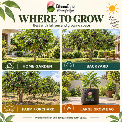 Illustrated growing locations for Thai KG 10 Black Jamun.