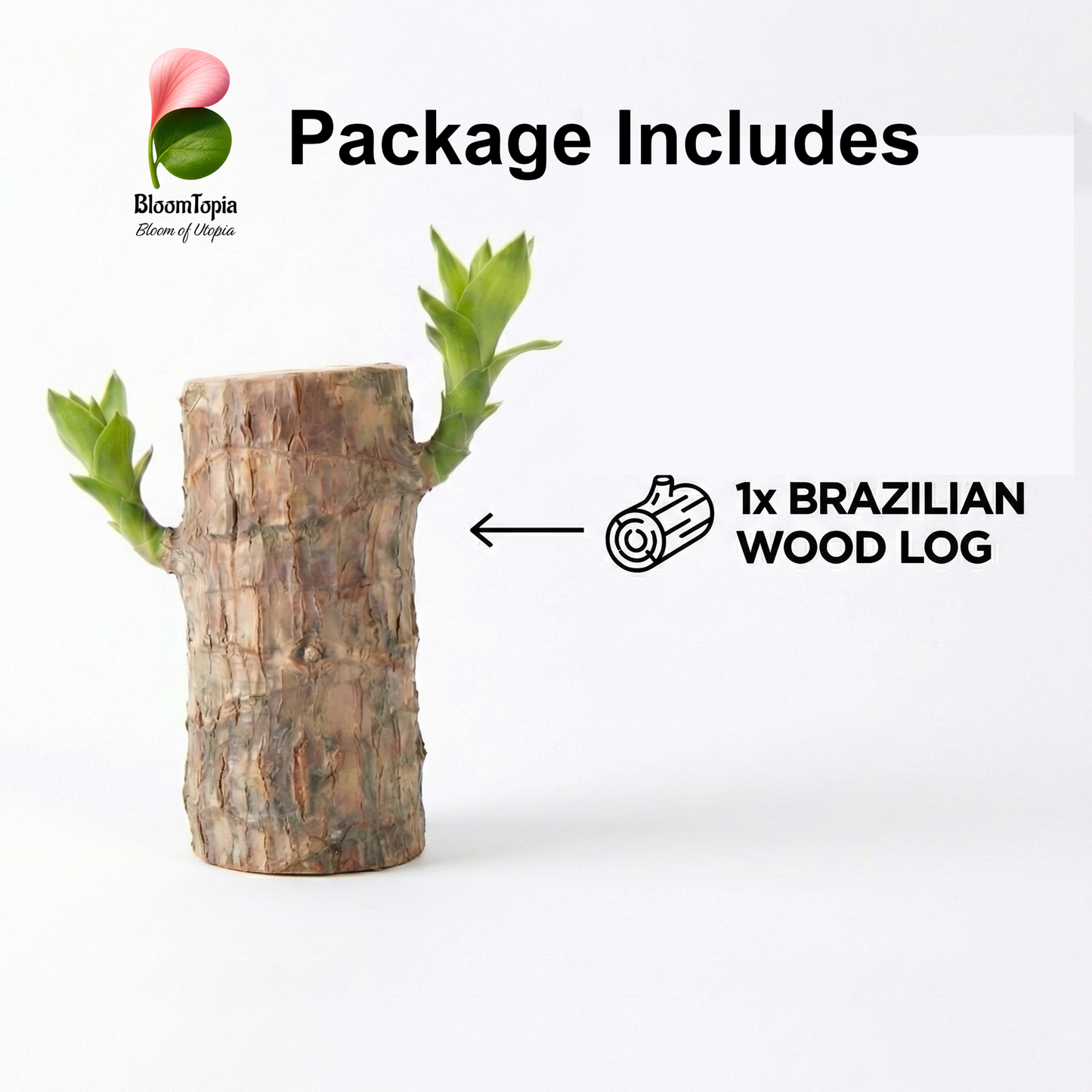 Lucky Brazilian Wood Live Plant for Home & Office | Good Luck Indoor Green Plant for Room & Desk Decor | Easy Care Air-Purifying Indoor Plant | Fresh Healthy Live Plant