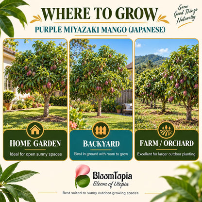 Illustrated growing locations for Miyazaki Mango.