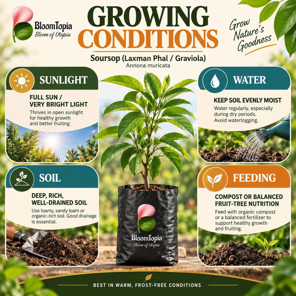 Sunlight, water, soil and feeding guide for Soursop.
