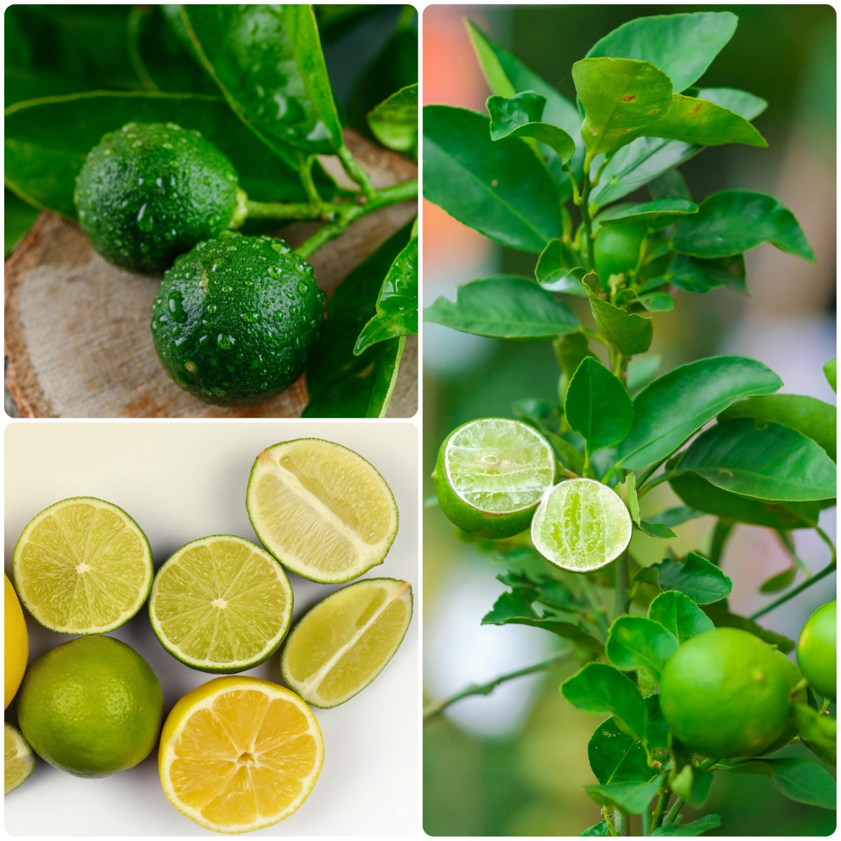 Green citrus fruits, leaves and cut lemons collage.