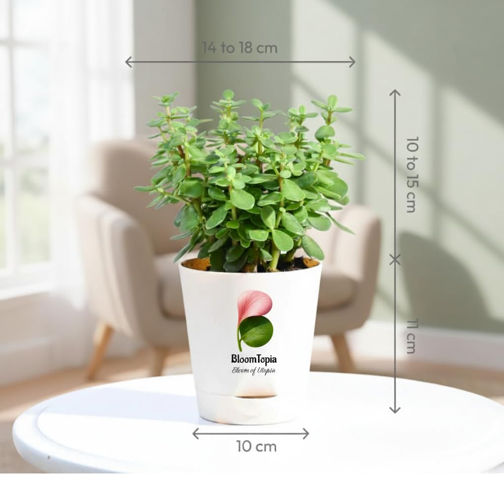 Potted Jade succulent with illustrated dimension labels.