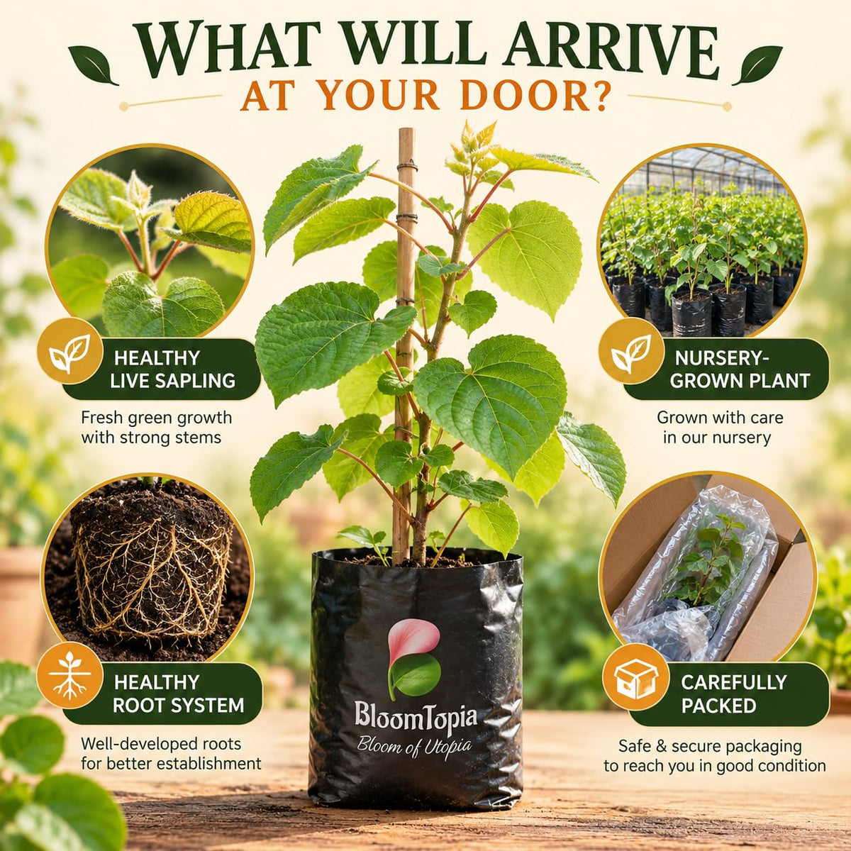 kiwi nursery plant and root packing illustration.