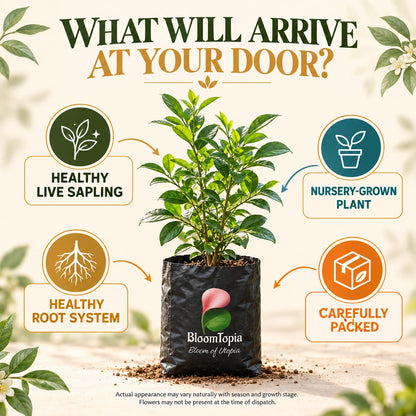Illustrated plant, root close-ups and pack-presentation panel for Madhu Kamini.