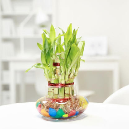Lucky bamboo arranged in a glass bowl with colourful stones.