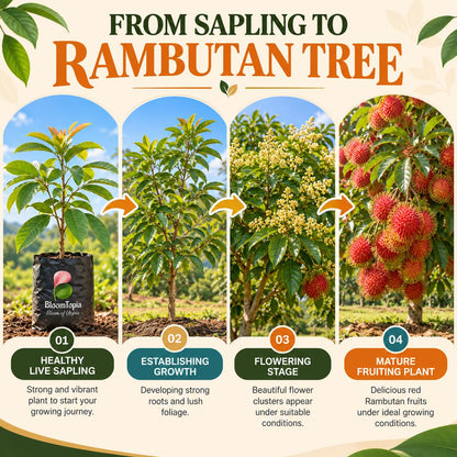 Illustrated rambutan plant growth stages.