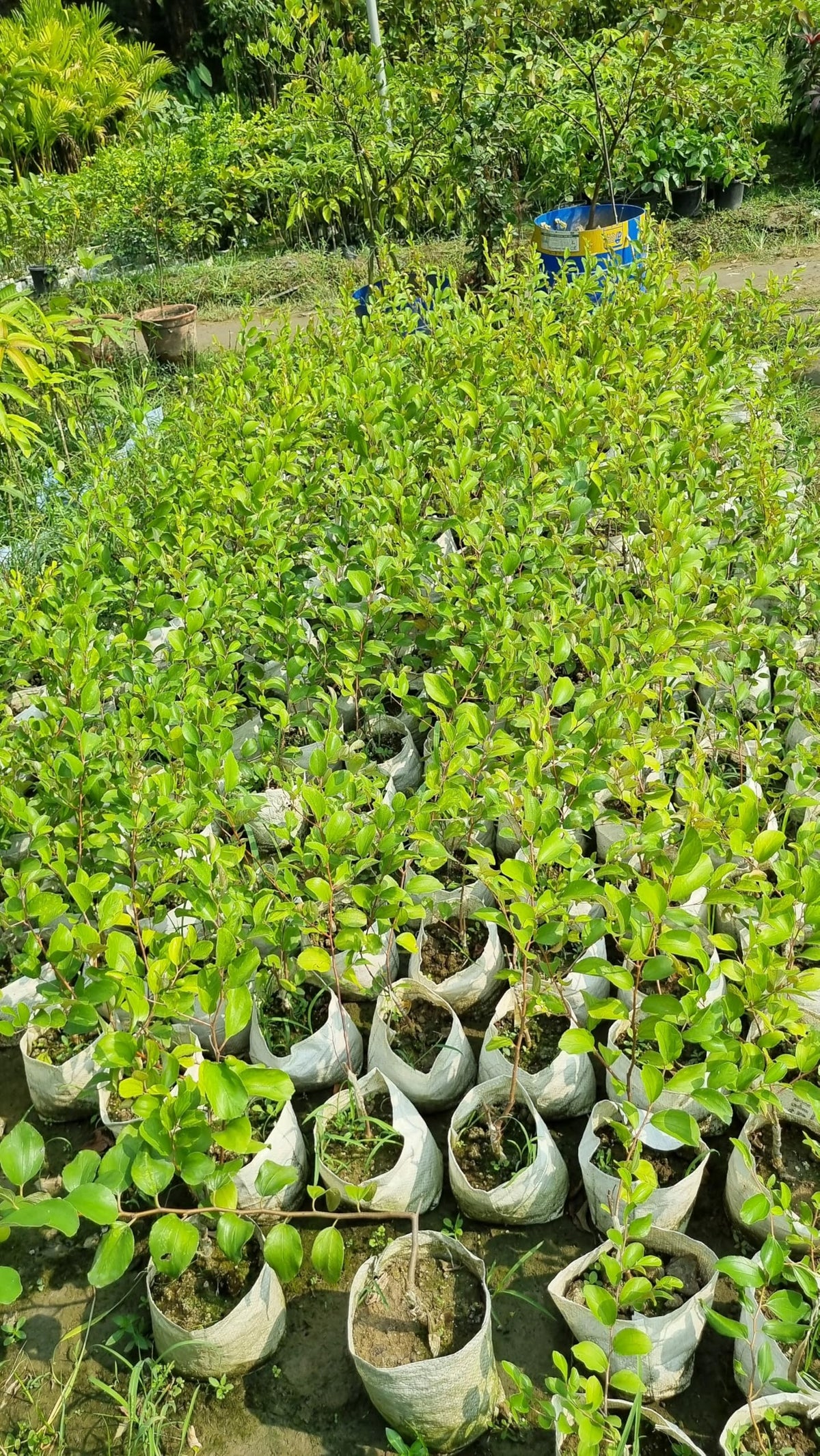 Young fruit plants growing in nursery bags.