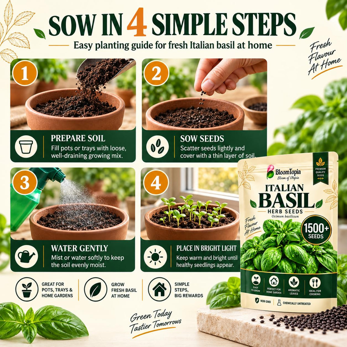 Four-step basil sowing and seedling-care illustration.