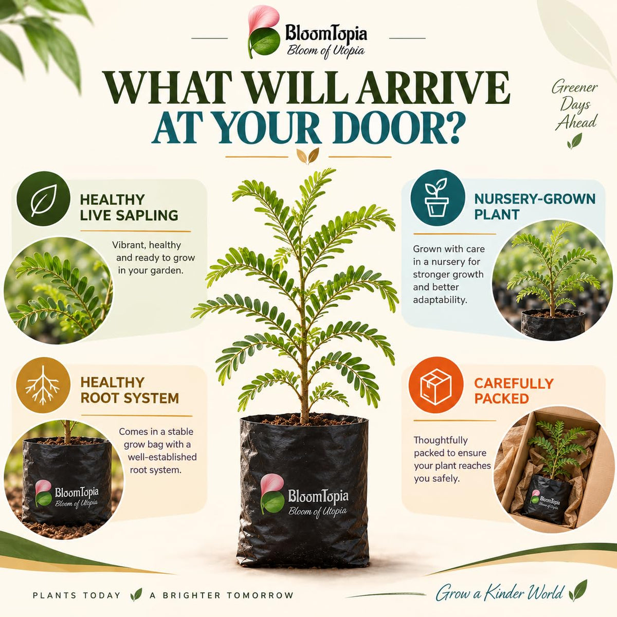 Illustrated plant, root close-ups and pack-presentation panel for Hybrid Amla Indian Gooseberry.