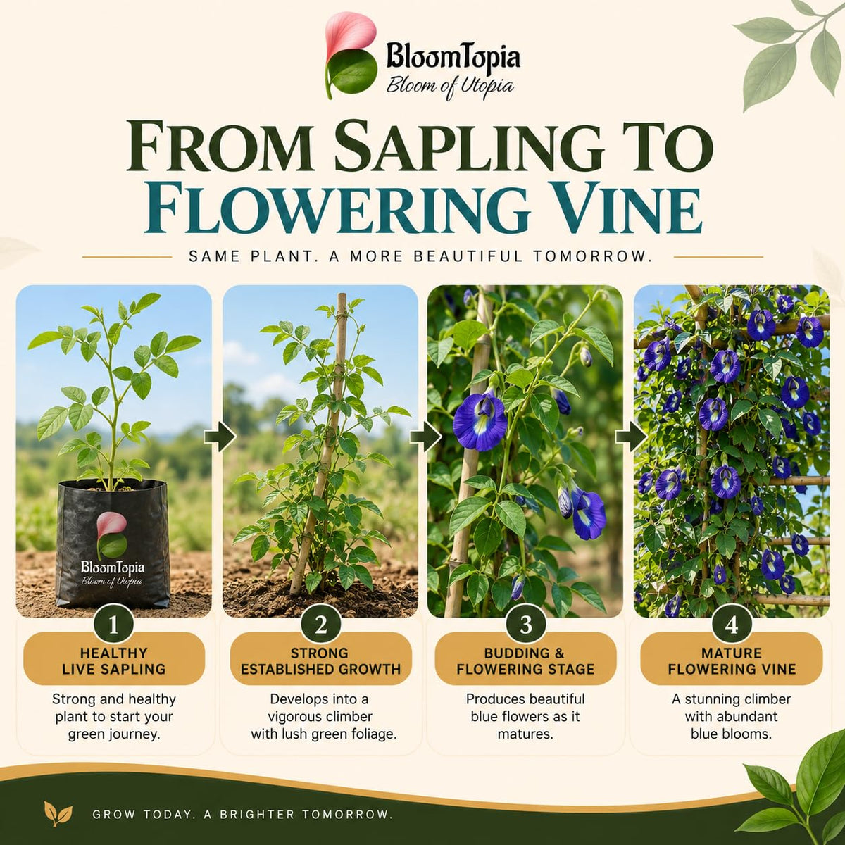Illustrated growth stages for Blue Aparajita, from young plant to mature growth.