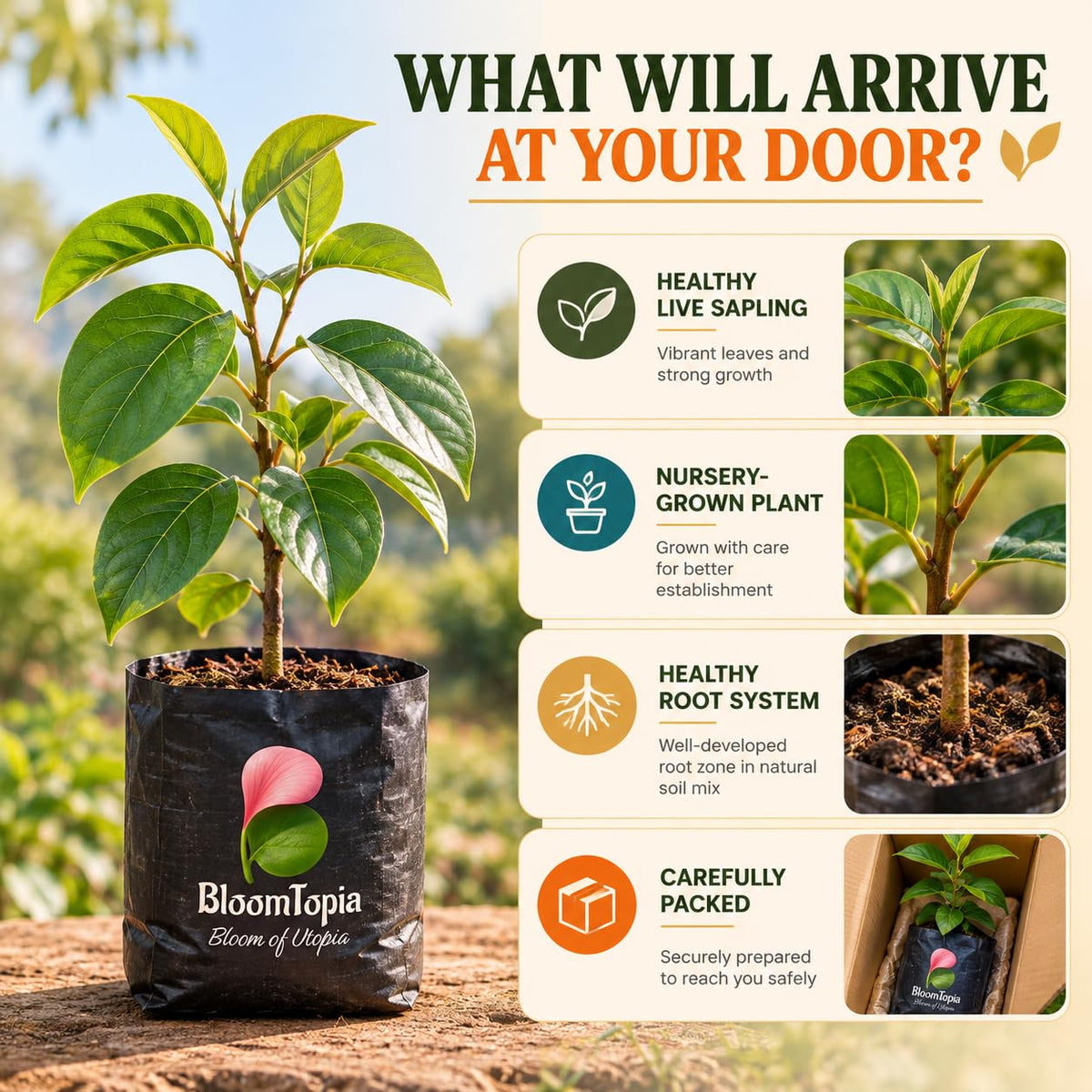 persimmon nursery plant and root packing illustration.