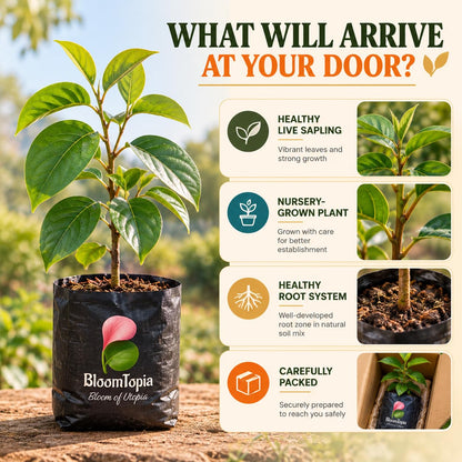 persimmon nursery plant and root packing illustration.