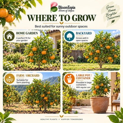 Illustrated growing locations for Darjeeling Orange.