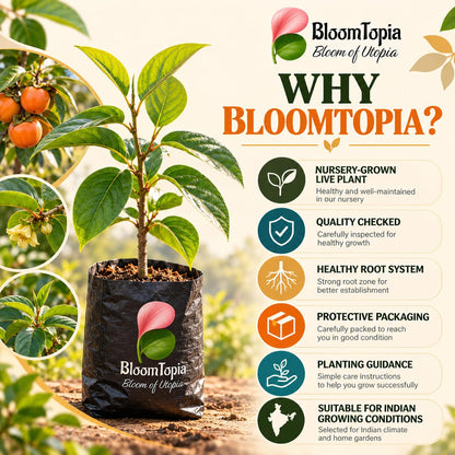 BloomTopia persimmon plant handling and packing information.