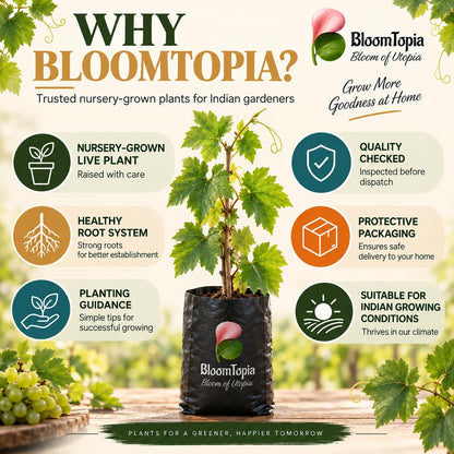 BloomTopia plant-handling and brand-information panel featuring Green Grapes (Angur) Vine.