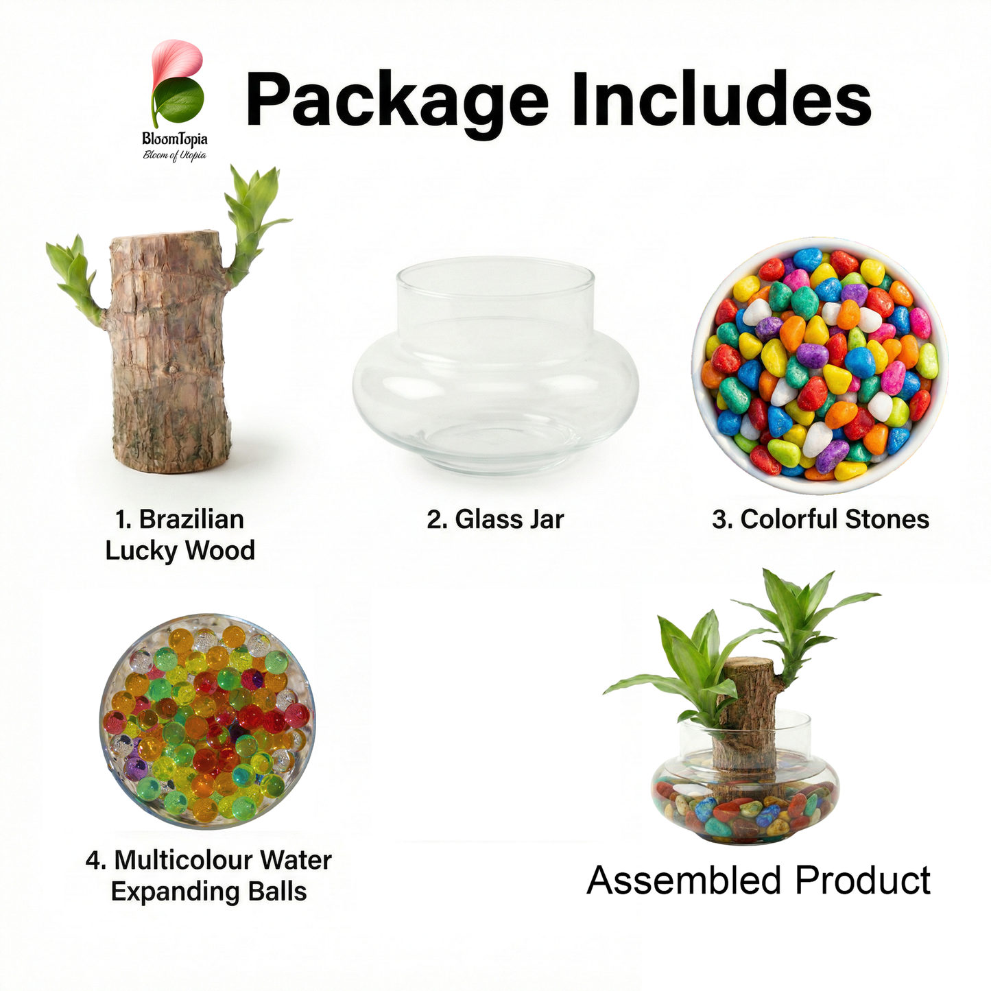 Lucky Brazilian Wood Live Plant for Home & Office | Good Luck Indoor Green Plant for Room & Desk Decor | Easy Care Air-Purifying Indoor Plant | Fresh Healthy Live Plant
