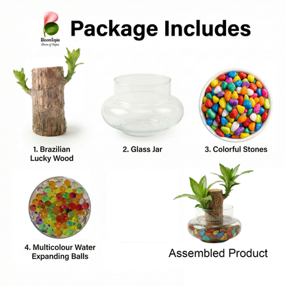 Lucky Brazilian Wood Live Plant for Home & Office | Good Luck Indoor Green Plant for Room & Desk Decor | Easy Care Air-Purifying Indoor Plant | Fresh Healthy Live Plant
