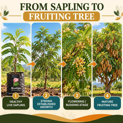 Illustrated growth stages for Sweet Tamarind (Misthi Tetul), from young plant to mature growth.