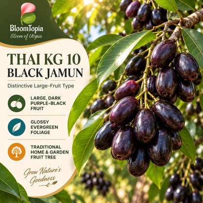Illustration of mature Thai KG 10 Black Jamun features with variety callouts.