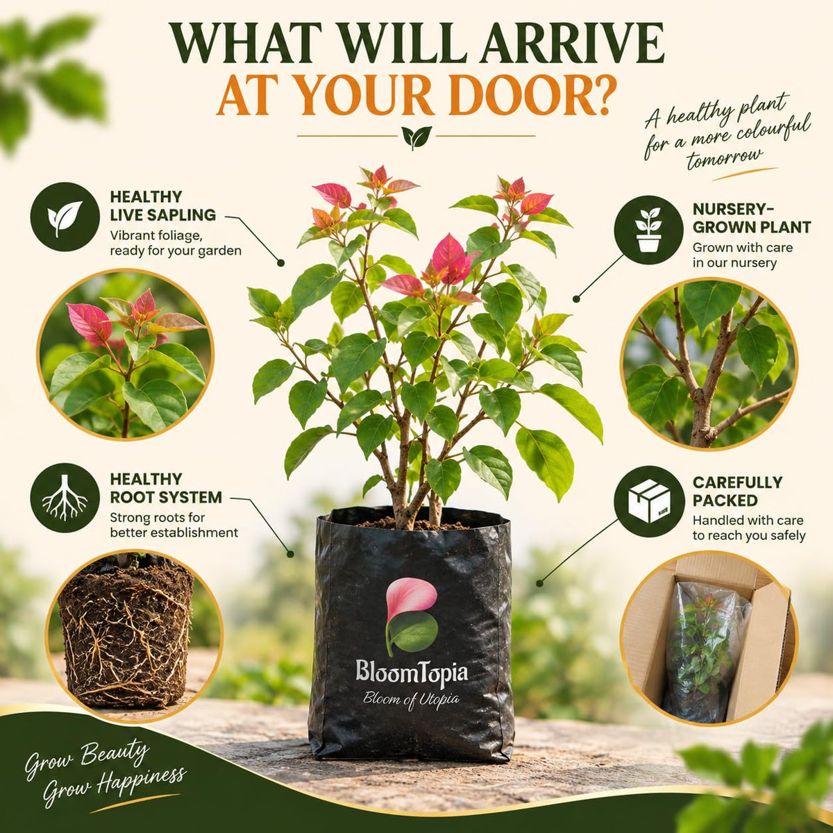 Illustrated plant, root close-ups and pack-presentation panel for Bougainvillea.
